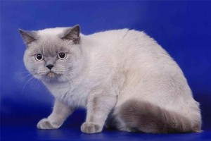 Голубой-пойнт окрасы британских кошек: фото, стандарт породы. Голубой-пойнт британские кошки, коты, котята: фото. Британцы голубой-пойнт: стандарт окраса (британцы голубой пойнт, голубой поинт: британские котята, коты, кошки)